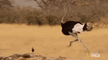 national geographic running GIF by Nat Geo Wild