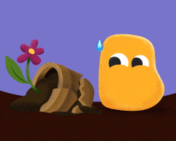 Amadori GIF