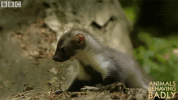 confused stone marten GIF by BBC