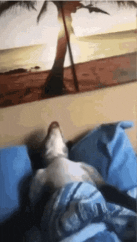 Sleepy Dog GIF