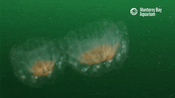 Space Water GIF by Monterey Bay Aquarium