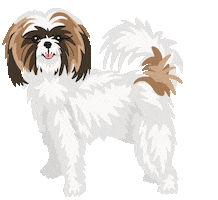 Shih Tzu Dog Sticker