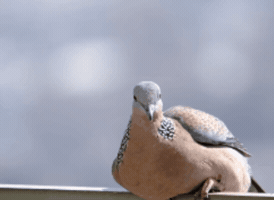 Dove Hello GIF