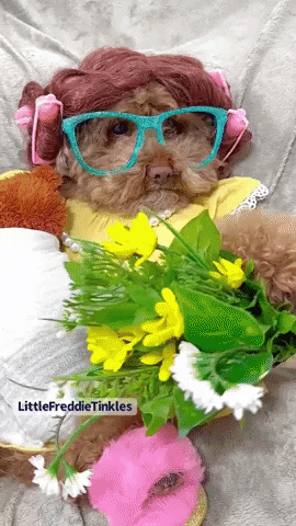 Toy Poodle Baby GIF