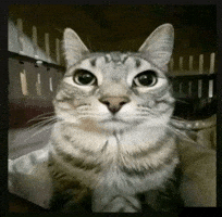 Scared Cat GIF