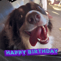 Chien Gifs Get The Best Gif On Giphy