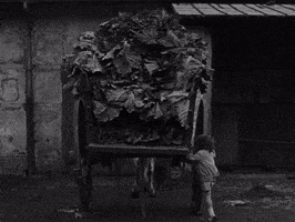 Cabbage GIF