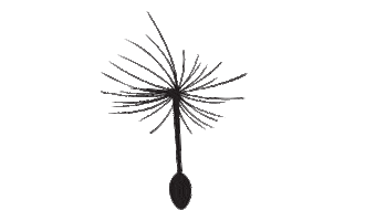 DandelionandDriftwood Sticker
