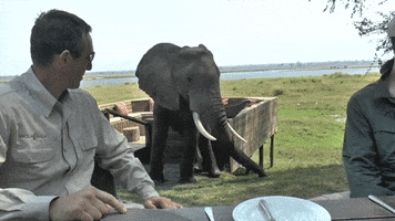 elephant decides GIF