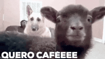CERTI coffee cafe goat cabra GIF