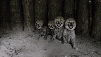 allwetterzoo GIF