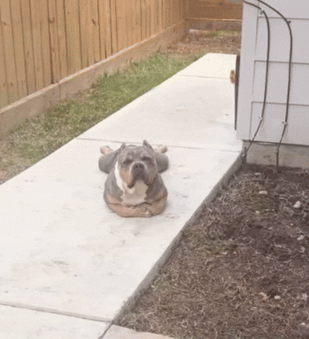 Dog Sitting GIF