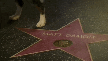 Oscars 2024 GIF. We see Matt Damon's Hollywood Star and a dog leg lifted above it. The camera pans out suddenly and we see Messi, the dog from Anatomy of a Fall, taking a quick whizz on Damon's star. 