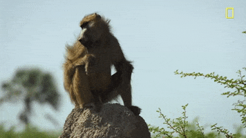 Relaxing Nat Geo GIF by National Geographic Channel