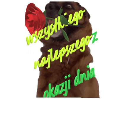 Dzien Kobiet Sticker