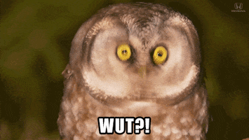 Wildlife gif. Wide-eyed owl stares at us and tilts its head to the side. Text, "Wut?!"