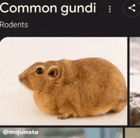 Mujuinsta GIF