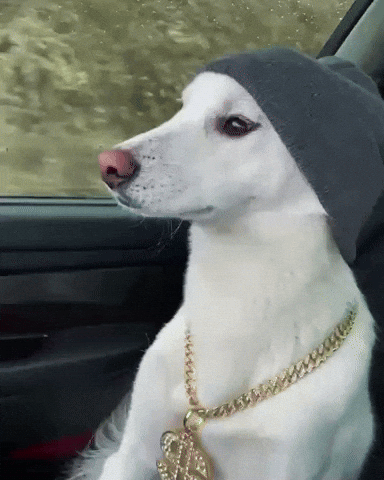 Jindo GIF