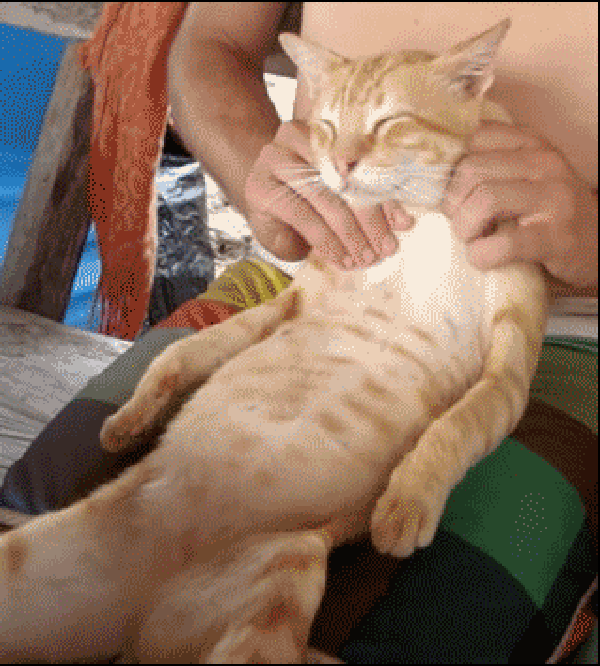 kitties massages GIF