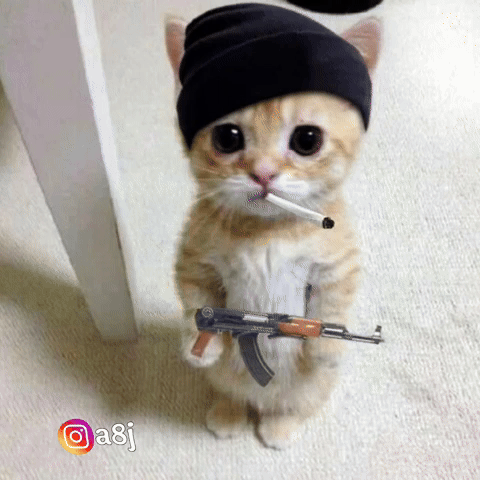 Cat GIF
