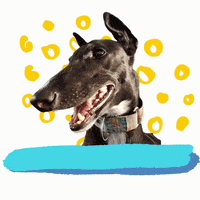 Congratulations Congrats GIF by Greyhound Rescue