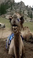 whats camel tor