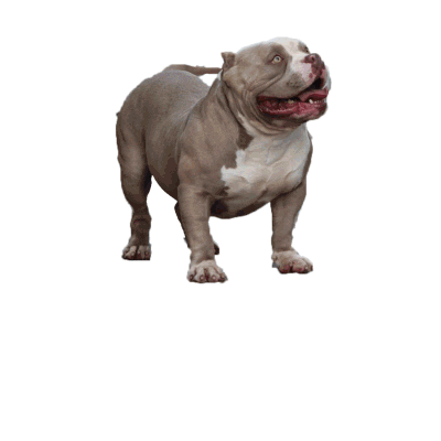Sniperrollerbull Sticker by Roller Bull Kennel