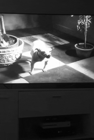 gottalotta dog tcm silent film louise brooks GIF