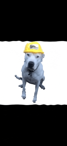 Dog Construction GIF by Trinity Builders & Design, Inc.