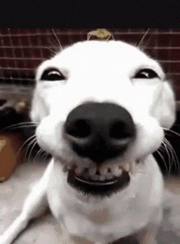 Funny Dogs GIFs - Get the best GIF on GIPHY