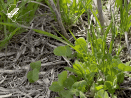 Farming GIF by IL Corn