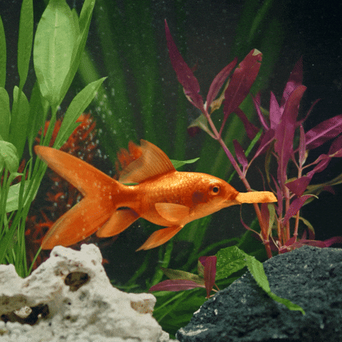 Aquarium Geniessen GIF by Oswald Nahrungsmittel GmbH