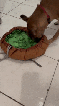 Dog Toy GIF by victoriacatwalkdog - Find & Share on GIPHY