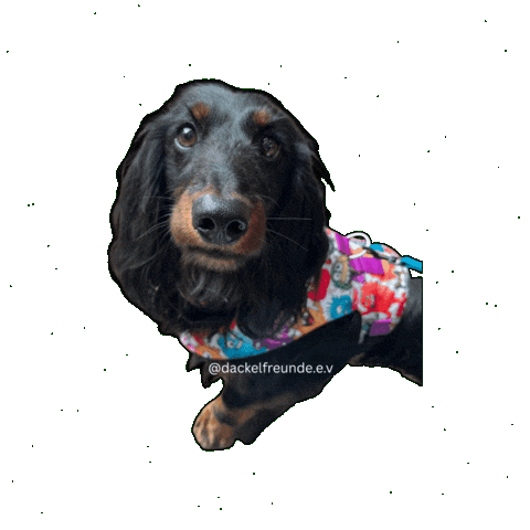 Wiener Dog Sticker by dackelfreunde