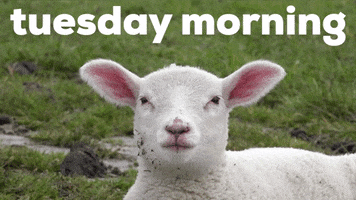 Tuesday Morning GIF by GIPHY Studios Originals
