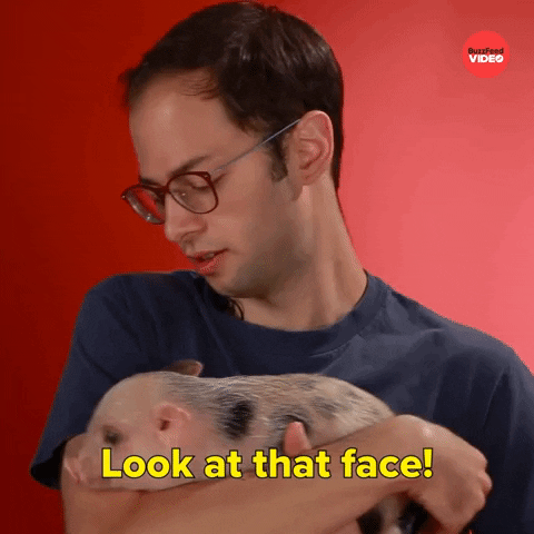 Pig Bacon GIF by BuzzFeed