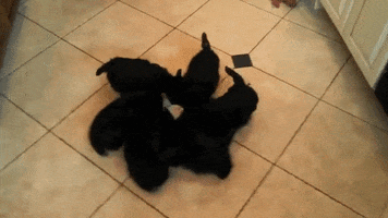 loading windows 10 gif loading gif camel loading windows 10 gif loading gif camel