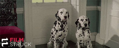 let's go dogs GIF by FilmStruck