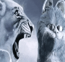 Wh1Msical GIF