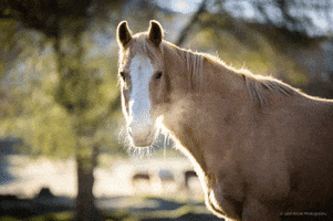Summer GIF