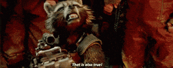Raccoon GIF