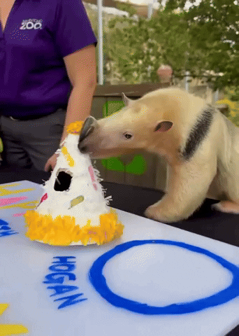 Birthday Party GIF by Storyful