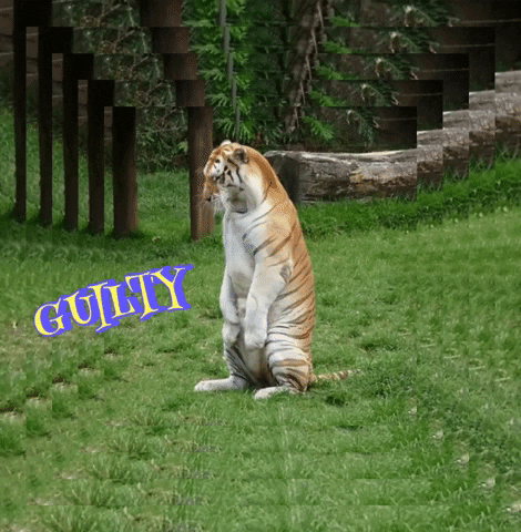 Guilty GIF