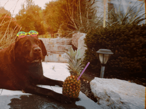 Relaxing Chocolate Lab GIF by Gramps Morgan - Find & Share on GIPHY