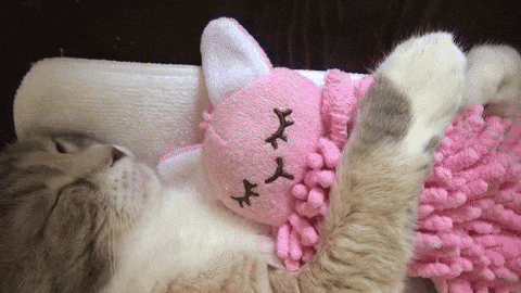 giphy.gif?cid=19f5b51a5d191d4d594f592f5908c61e&rid=giphy.gif