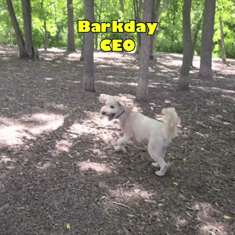 Barkday Treats GIF