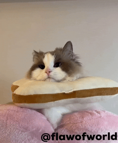 Mofu GIF