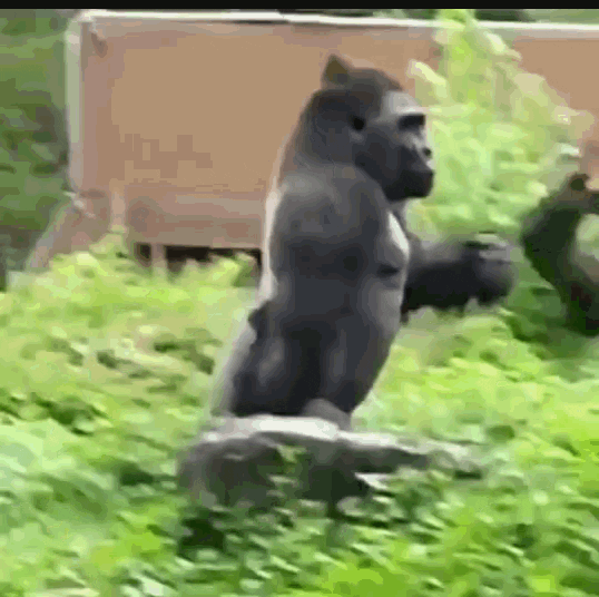 gorila corriendo GIF