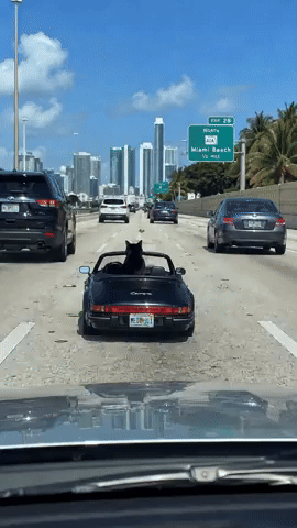 Cat GIF