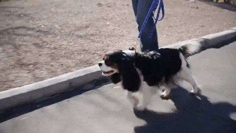 Dog Puppy GIF by Xyngular - Find & Share on GIPHY